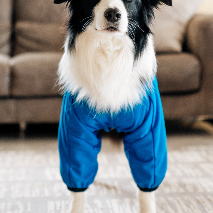 Body pour chien wil bleu pour petit chien et grand chien. Pyjama pour les chiens. englobant toutes les parties du corps de l’animal hanches, rotules, coude et poitrail. Textile médical avec un procédé minéral pour les chiens. la gestion des tensions et des douleurs diverses mais également une amélioration de la régénération cellulaire et une récupération active après le sport.