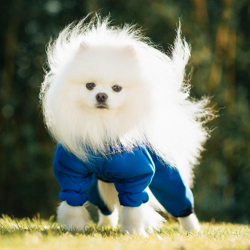 Body pour chien wil bleu pour petit chien et grand chien. Pyjama pour les chiens. englobant toutes les parties du corps de l’animal hanches, rotules, coude et poitrail. Textile médical avec un procédé minéral pour les chiens. la gestion des tensions et des douleurs diverses mais également une amélioration de la régénération cellulaire et une récupération active après le sport.