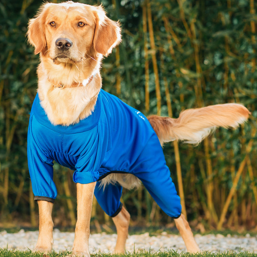 Body pour chien wil bleu pour petit chien et grand chien. Pyjama pour les chiens. englobant toutes les parties du corps de l’animal hanches, rotules, coude et poitrail. Textile médical avec un procédé minéral pour les chiens. la gestion des tensions et des douleurs diverses mais également une amélioration de la régénération cellulaire et une récupération active après le sport.