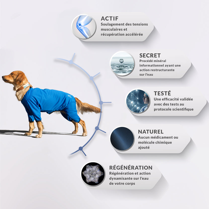 Body pour chien wil bleu pour petit chien et grand chien. Pyjama pour les chiens. englobant toutes les parties du corps de l’animal hanches, rotules, coude et poitrail. Textile médical avec un procédé minéral pour les chiens. la gestion des tensions et des douleurs diverses mais également une amélioration de la régénération cellulaire et une récupération active après le sport.