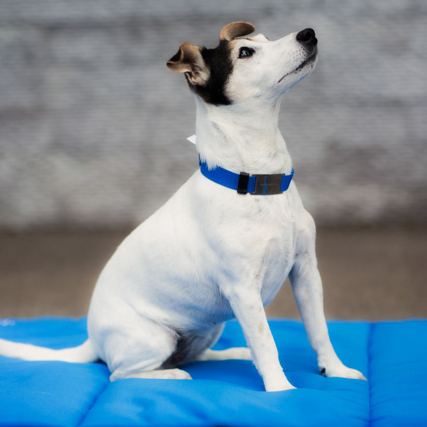 Chien stressé collier bleu pour petit chien et grand chien. simple : juste pour les bienfait avec boucle : bienfaits + utilité. Un collier pour tenir votre chien tout en l’apaisant Textile médical avec un procédé minéral pour les chiens. la gestion des tensions et des douleurs diverses mais également une amélioration de la régénération cellulaire et une récupération active après le sport.