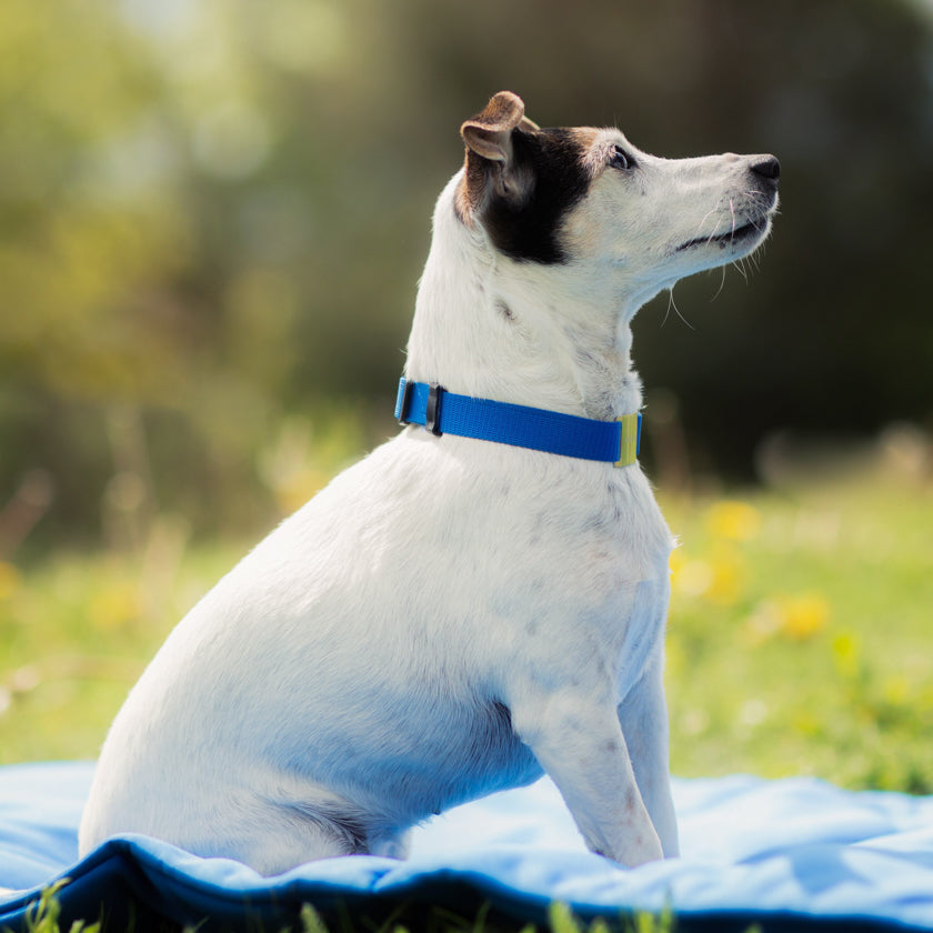 Chien stressé collier bleu pour petit chien et grand chien. simple : juste pour les bienfait avec boucle : bienfaits + utilité. Un collier pour tenir votre chien tout en l’apaisant Textile médical avec un procédé minéral pour les chiens. la gestion des tensions et des douleurs diverses mais également une amélioration de la régénération cellulaire et une récupération active après le sport.