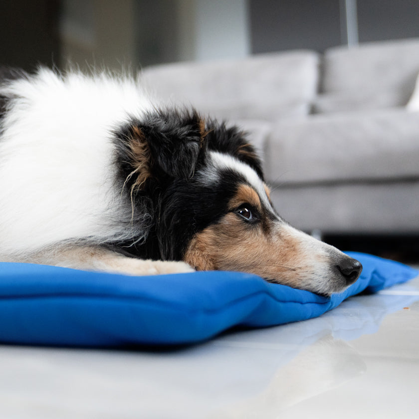 coussin apaisant pour chien tapis, le tapis pour chiens et chat. coussin bleu pour petit chien et grand chien et chat. agréable et parfait pour se coucher dessus. Textile médical avec un procédé minéral pour les chiens et chats. la gestion des tensions et des douleurs diverses mais également une amélioration de la régénération cellulaire et une récupération active après le sport.