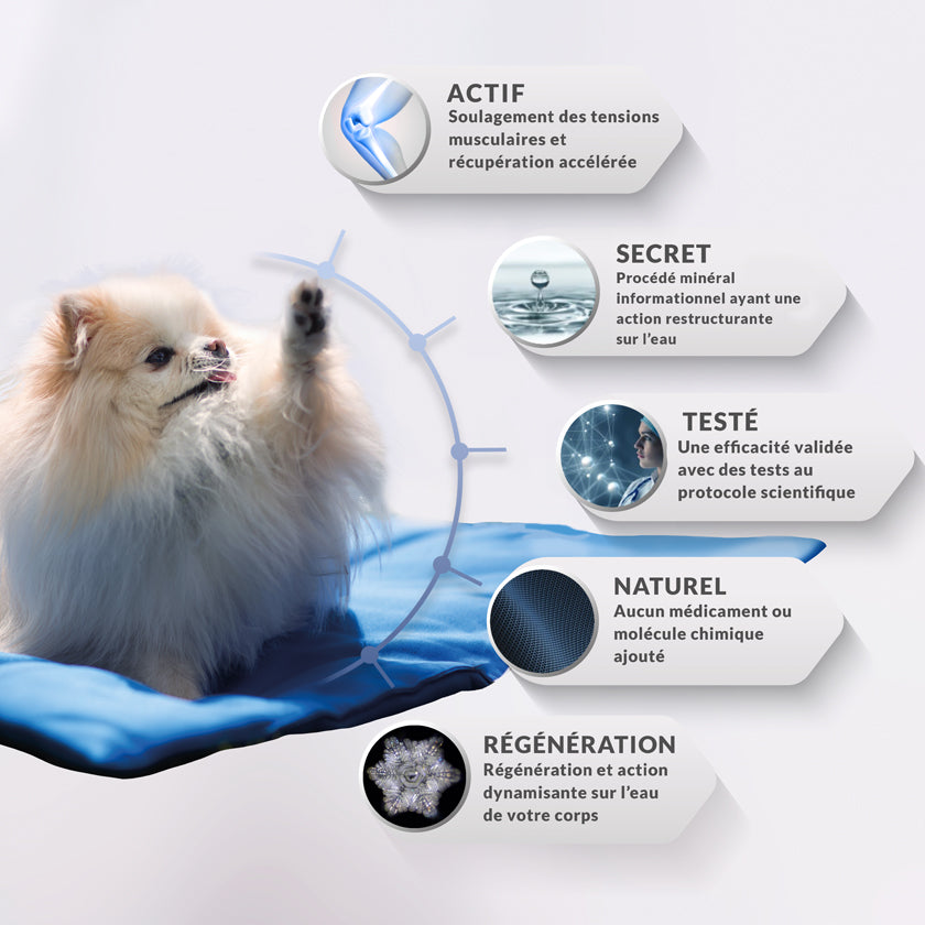 coussin apaisant pour chien tapis, le tapis pour chiens et chat. coussin bleu pour petit chien et grand chien et chat. agréable et parfait pour se coucher dessus. Textile médical avec un procédé minéral pour les chiens et chats. la gestion des tensions et des douleurs diverses mais également une amélioration de la régénération cellulaire et une récupération active après le sport.