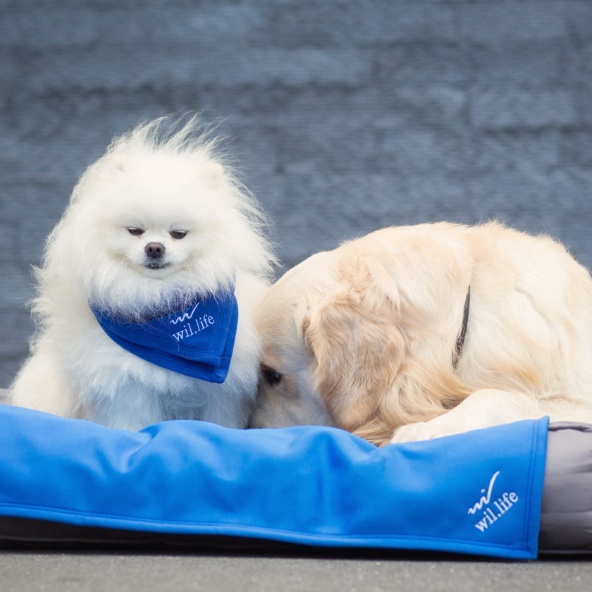 medecine quantique carre en tissu coussin bleu carré pour petit chien et grand chien. agréable et parfait pour se coucher dessus. Textile médical avec un procédé minéral pour les chiens. la gestion des tensions et des douleurs diverses mais également une amélioration de la régénération cellulaire et une récupération active après le sport.