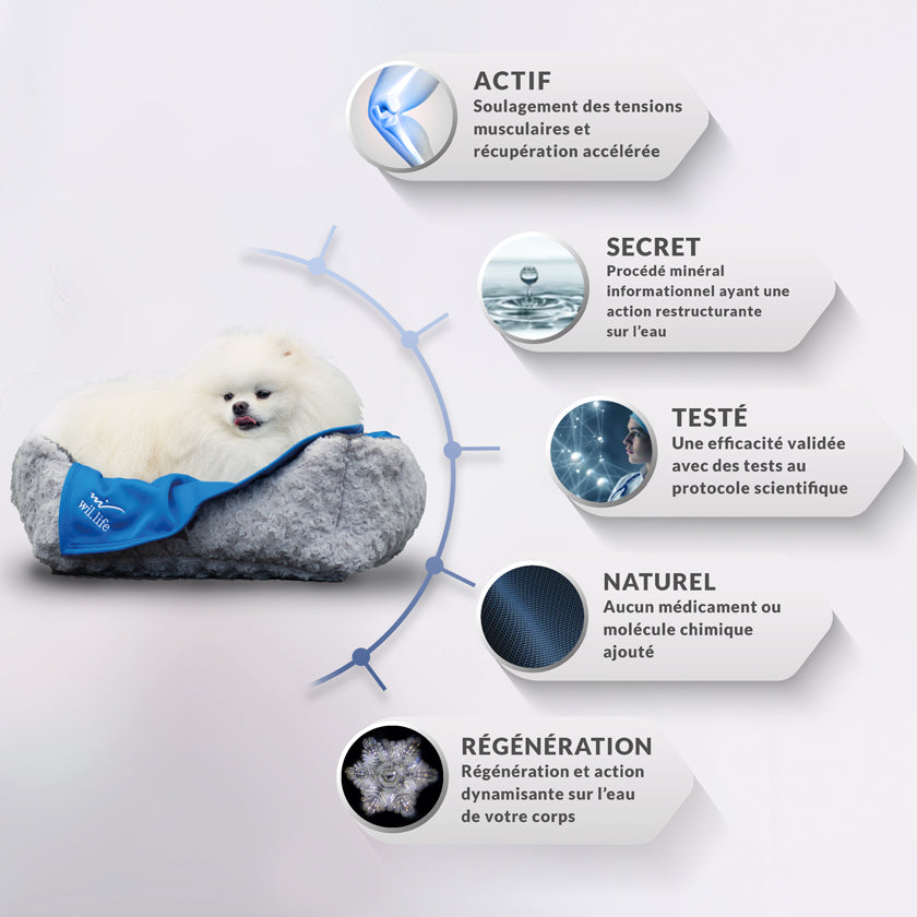 medecine quantique carre en tissu coussin bleu carré pour petit chien et grand chien. agréable et parfait pour se coucher dessus. Textile médical avec un procédé minéral pour les chiens. la gestion des tensions et des douleurs diverses mais également une amélioration de la régénération cellulaire et une récupération active après le sport.